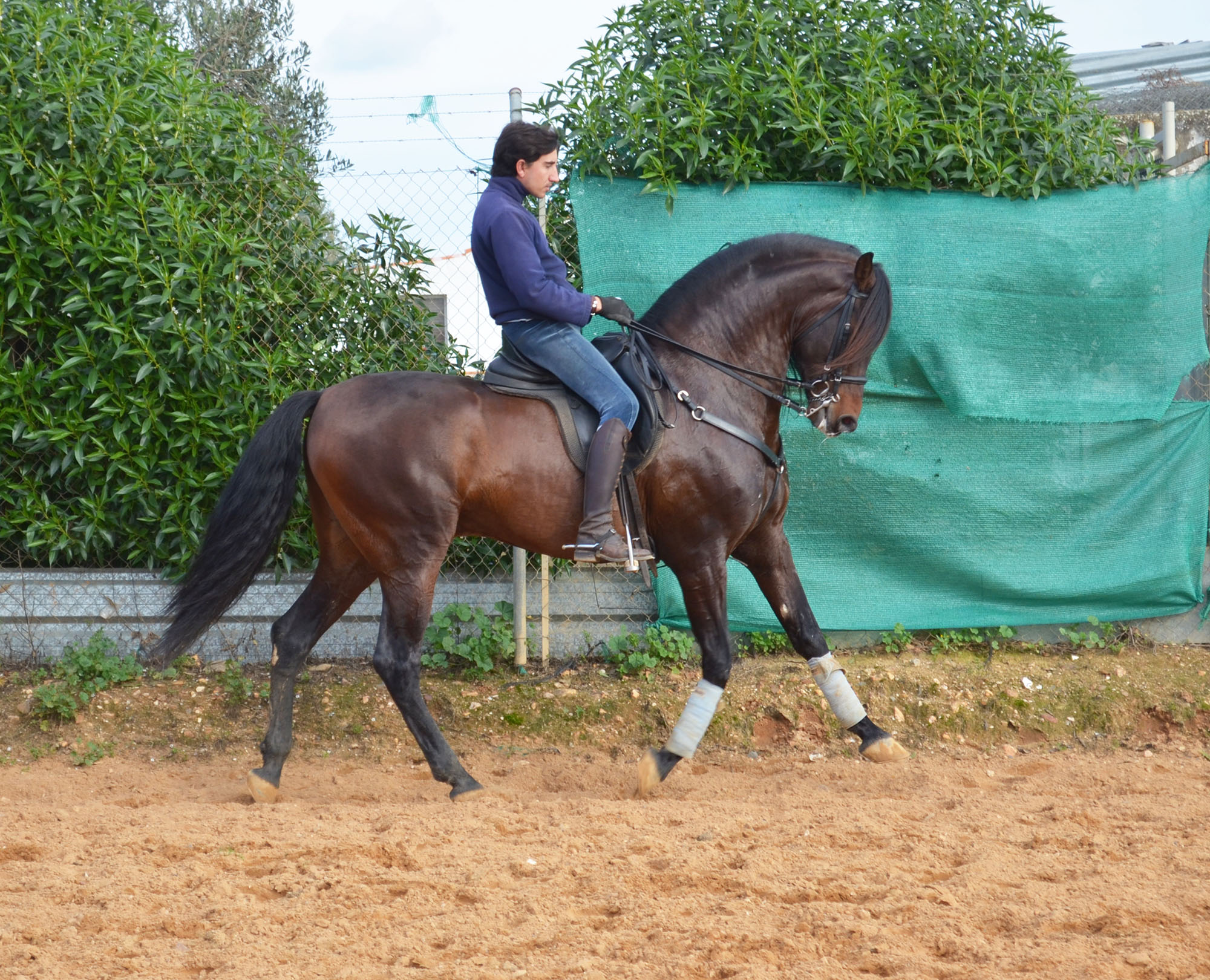 Listado de Caballos en Venta